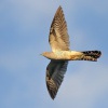 Kukacka obecna - Cuculus canorus - Common Cuckoo 2066
